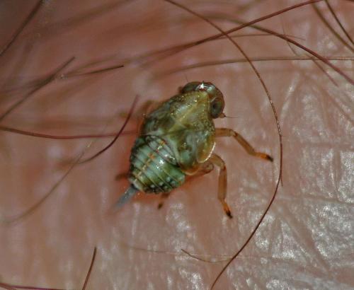 Issus coleoptratus